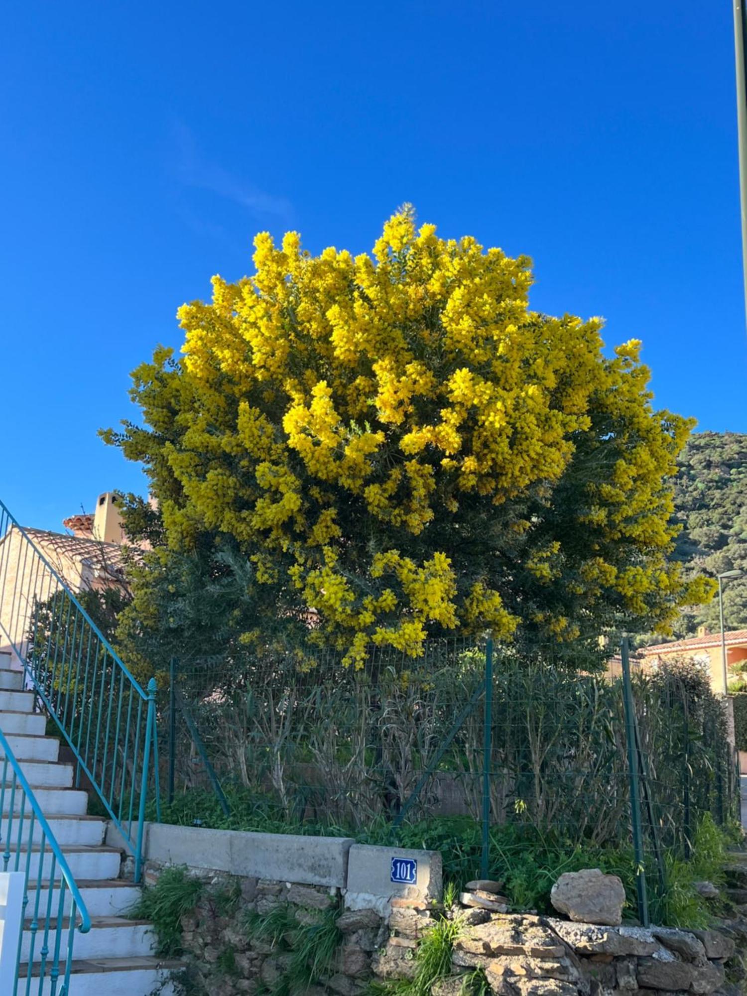 Le Lavandou St Clair Εξωτερικό φωτογραφία